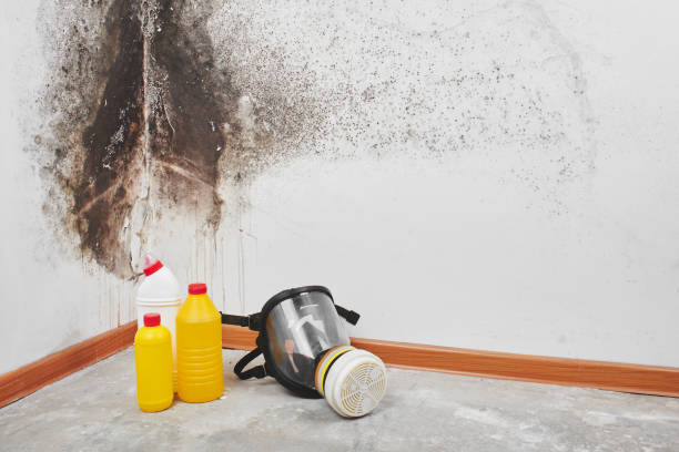 Mold Removal and Inspection in Cleona, PA