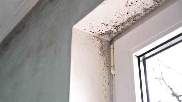 Best Commercial Mold Removal  in Cleona, PA