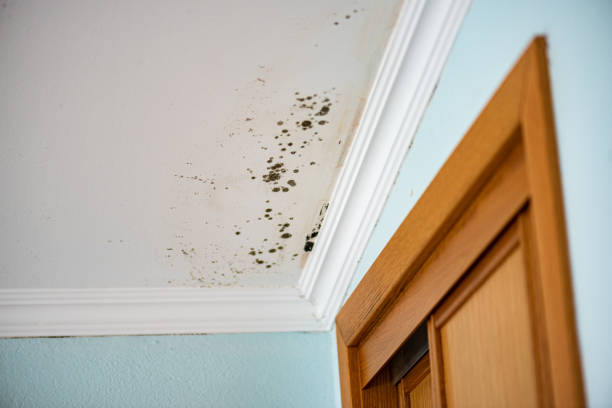 Best Commercial Mold Removal  in Cleona, PA