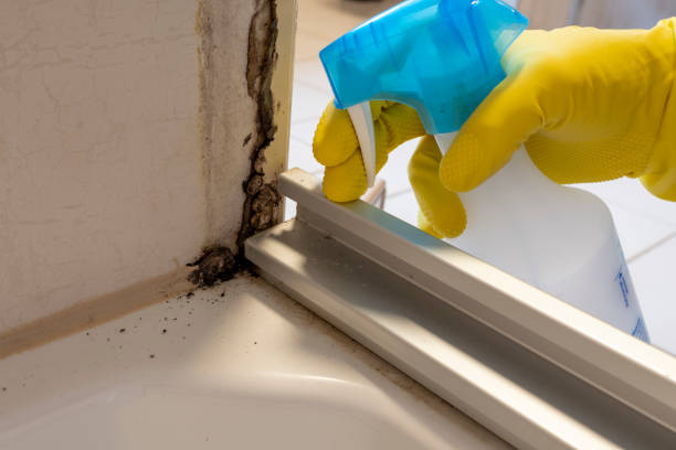 Best Certified Mold Removal  in Cleona, PA