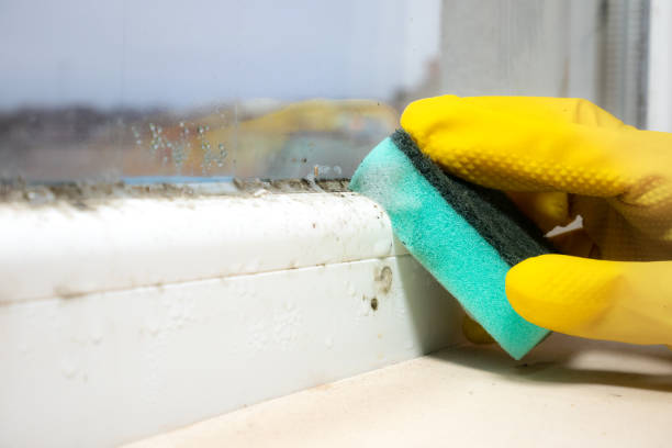 Best Emergency Mold Removal  in Cleona, PA