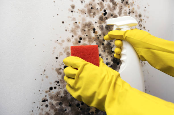 Professional Mold Removal in Cleona, PA