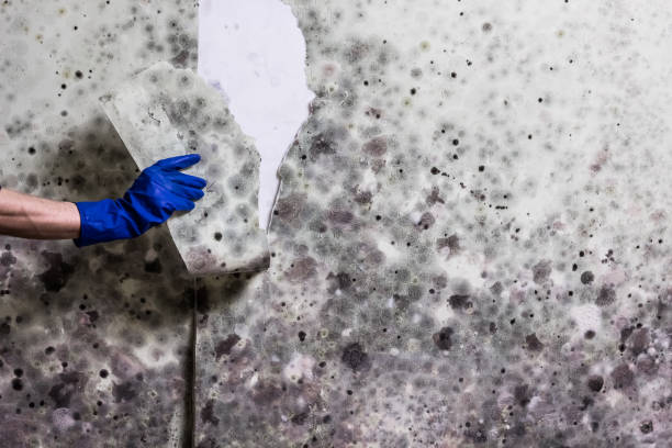 Best Mold Damage Repair  in Cleona, PA