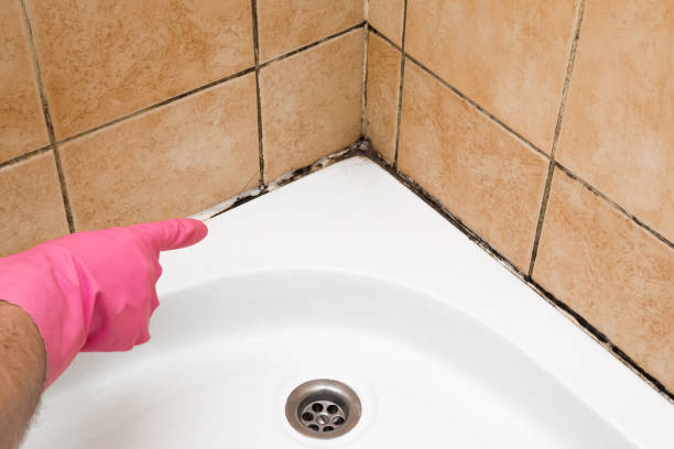 Best Mold Testing  in Cleona, PA